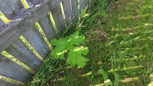 Борьба с БОРЩЕВИКОМ №1: Перекись Водорода, WD-40, Растворитель краски