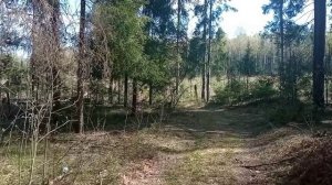 Едем за грибами в апреле! Триста вёрст в поисках сморчковой шапочки.