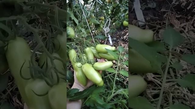 Томат Поззано шикарные кисти смотреть онлайн