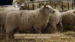 Племенные овцы Шароле! Где купить Шароле в России? Овцеводство как бизнес! Разведение овец
