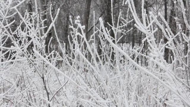 Зимняя миссия Рождество Михея для личного архива
