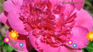 Пион молочноцветковый Ренато. Краткий обзор, описание характеристик paeonia lactiflora Renato