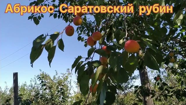 Абрикос на урале. Абрикос Саратовский Рубин. Абрикос Саратовский Рубин вкусовые качества. Абрикос Саратовский рубиновый саженцы двугодовалые. А Я спелый абрикос.