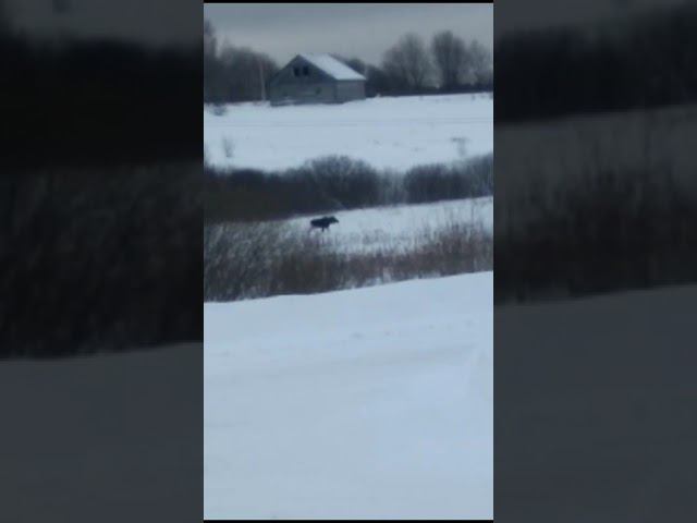 Лось смотреть онлайн