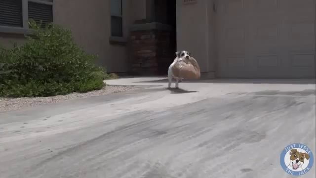 Один день из жизни самой умной собаки смотреть онлайн