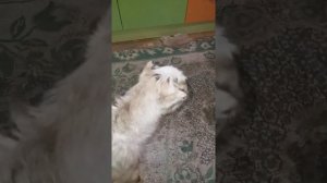 Новые козлята от Ламанчи