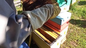 🐝🐝🐝 Из жизни #шестирамочника, отстраиваем #вощину в #полурамках. #Среднерусская в #шестирамочном.