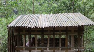 How To Build Bamboo House In Forest With Girl - Building New life