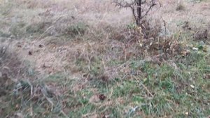 За грибами в Старый Крым!