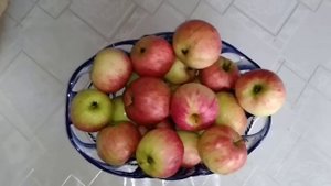 ☼Яблоня -Медуница и её плоды. Очень сладкое яблоко с длительным сроком потребления,  три месяца.