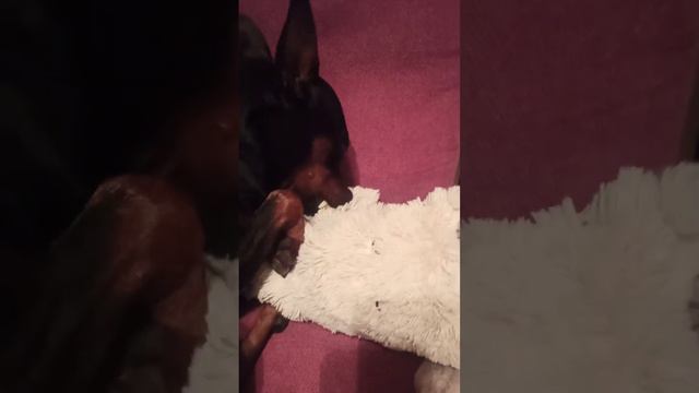 Ты что делаешь, собака-обезьяна?#угар#прикол#ищетблох#обезьяна#каришик #собака#цвергпинчер#доберман смотреть онлайн