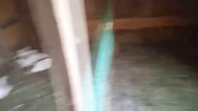 Куроводство полным ходом. Продолжение.. смотреть онлайн