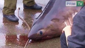 В Приморье поймали уже третью акулу