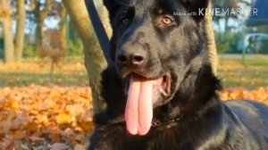 Все про породу Восточно-европейская овчарка (ВЕО)