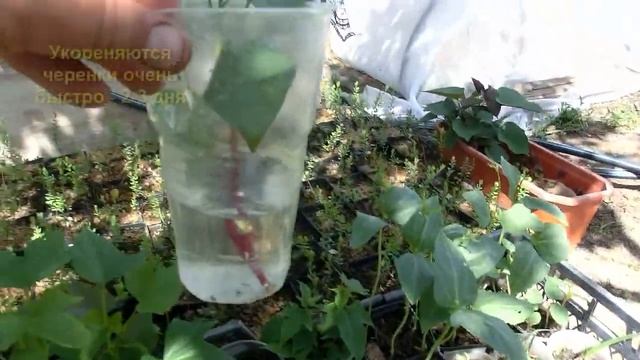 Батат смотреть онлайн