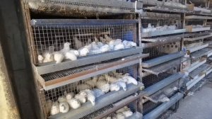 Рецепты комбикорма для перепелов, бройлера, индюков. Делаю сам!!????