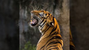 Звук рычание тигра