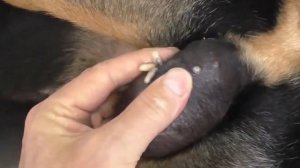 mangoworms removal from dog maggots 2022 | lot of mangoworms botfly removed now