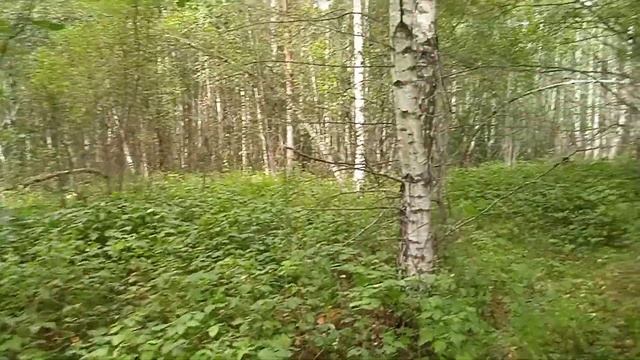 БЛИН.. ВПЕРВЫЕ, С КОЛЕЙ ЗАБЛУДИЛИСЬ. У МЕНЯ ПАНИКА. НАСМЕЯЛАСЬ ОТ ДУШИ??????? смотреть онлайн