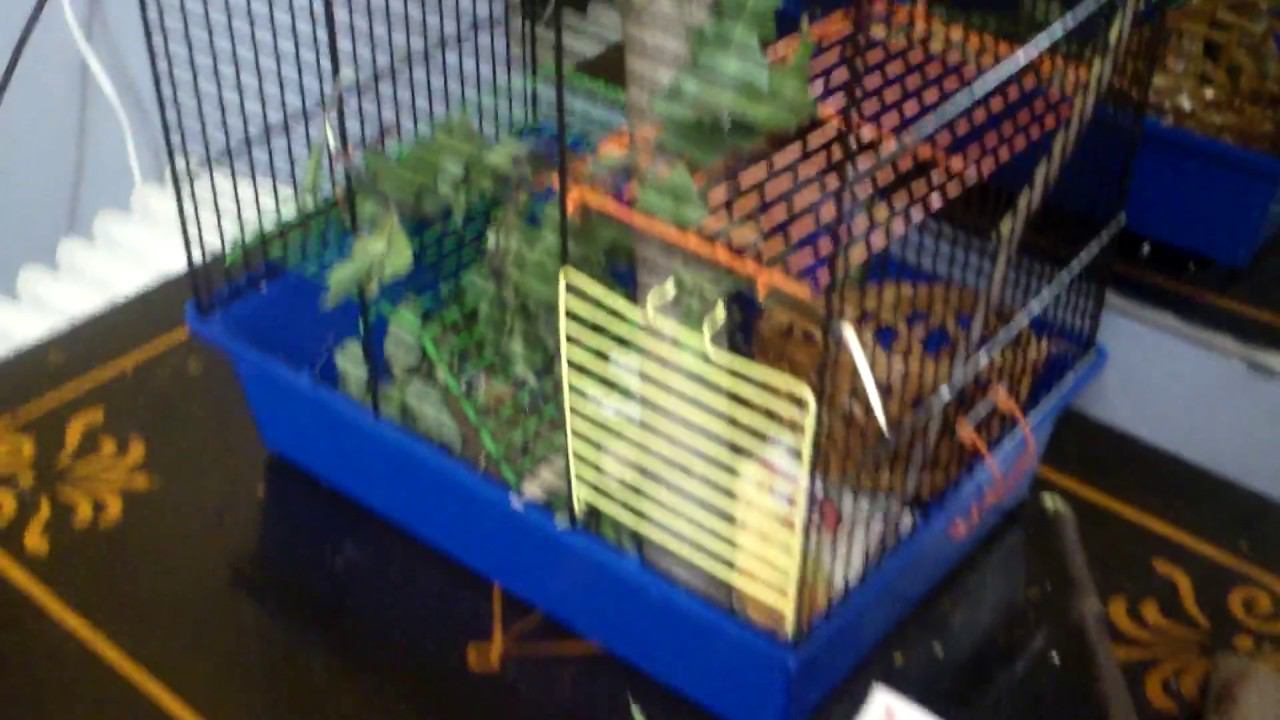 Джуль с колесом смотреть онлайн