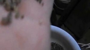 Киноа - Зерновая Лебеда.  Семена для выращивания в Подмосковье