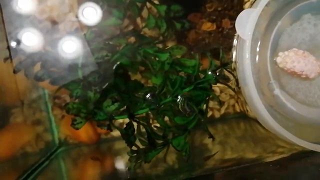 Икра улиток Ампулярий смотреть онлайн