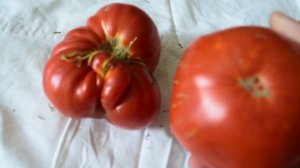 Волнующий факт об этом новом сорте томата!Великолепный и красивый сорт! Выращивайте и не пожалеете!!