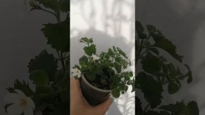 бакопа размножение