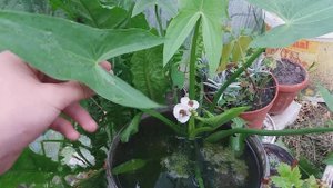 Стрелолист уход