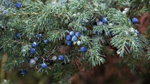 《 Можжевеловый куст 》: Музыкальная поэзия