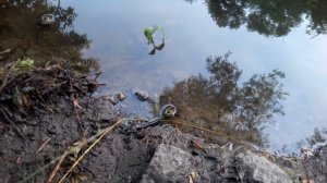 Как поймать жабу или лягушку в дикой природе! Лайфхак / Выживание / Пропитание