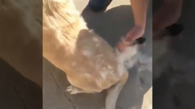 Фурминатор для собак и кошек, расческа для животных/ (дешеддер, чесалка, пуходерка, фурминатор смотреть онлайн