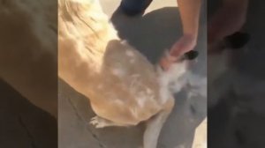 Фурминатор для собак и кошек, расческа для животных/ (дешеддер, чесалка, пуходерка, фурминатор