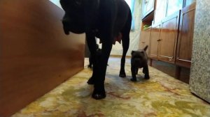 Щенки Кане Корсо. 1мес.10дней.