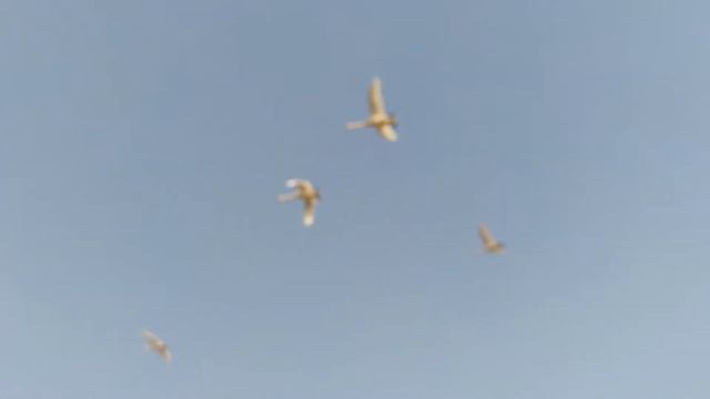 Лебеди улетают с мест где идёт пожар. смотреть онлайн