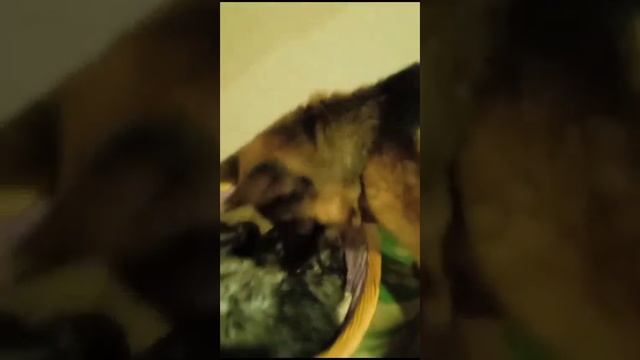 "Бабушка" строго следит, чтобы "котята-внучата" были сытые! смотреть онлайн