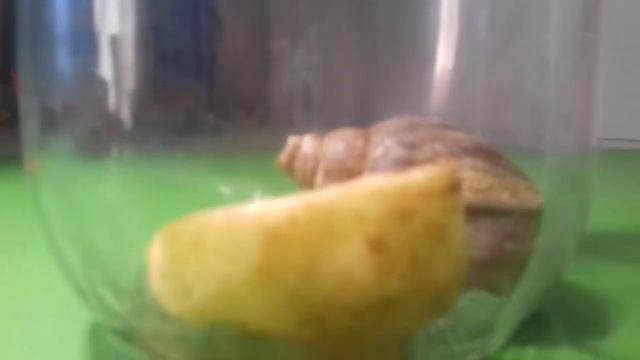Новое животное как ухаживать за улиткой🐌