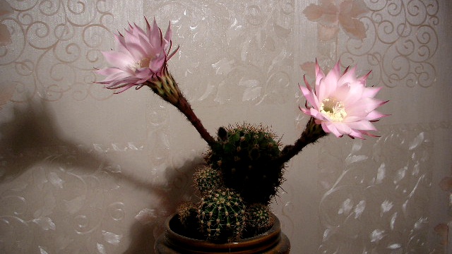 Кактус