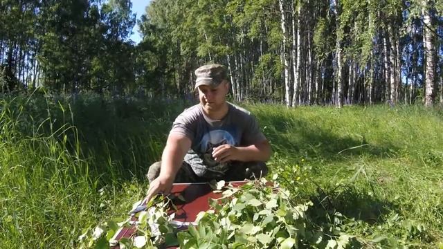Заготовка банных веников. Правила вязания, сушки и дальнейшего их хранения. смотреть онлайн