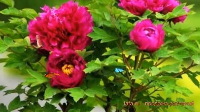 Пион древовидный Красное платье ? обзор: как сажать, саженцы пиона Красное платье смотреть онлайн