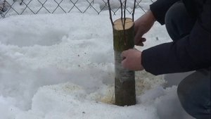 Как привить крупное плодовое дерево