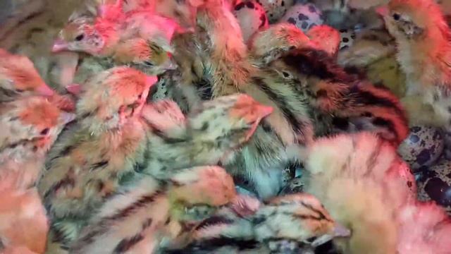 перепел Феникс Золотой/Включаем серию видио для начинающих любителей перепела смотреть онлайн