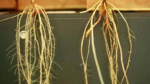 What Is Ths Function Of Root Hairs? - Root Hairs in Plants: Function & Definition