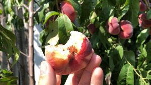 Инжирный персик САТУРН. Фантастический урожай 2018 года