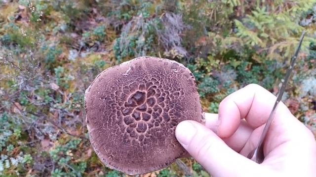 Ежовик пёстрый (Sarcodon imbricatus). Как выглядит гриб на месте произрастания.
