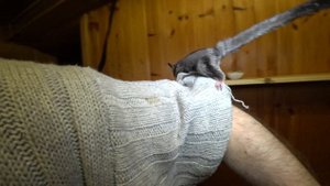 Белка летяга и МЁД!