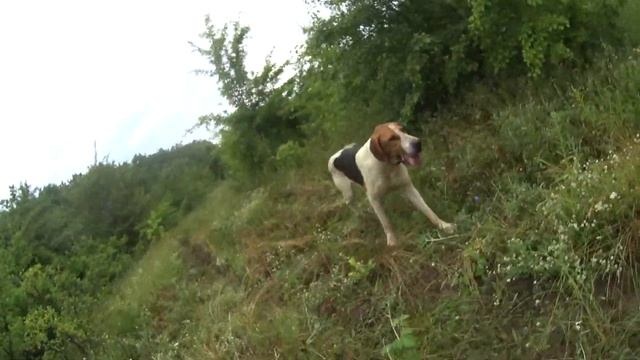 Стая гончих Нагонка Гон зайца 26.06.2021 Краснодарский край Крымск смотреть онлайн