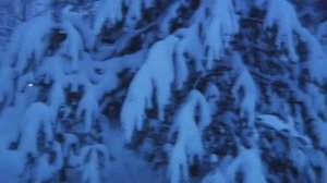 Пелец Мини 3  прет по зимнему лесу