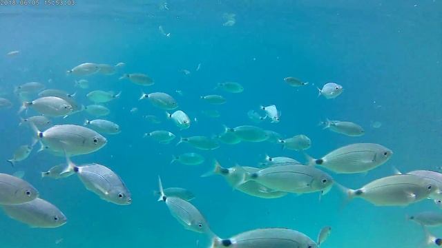 Кормежка рыбок в Егейском море (Бодрум) смотреть онлайн