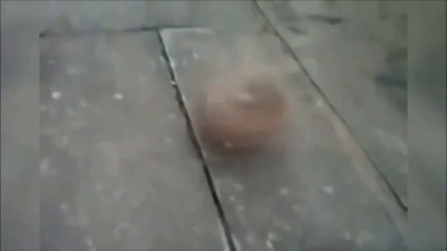 Собака гоняется за своим хвостом